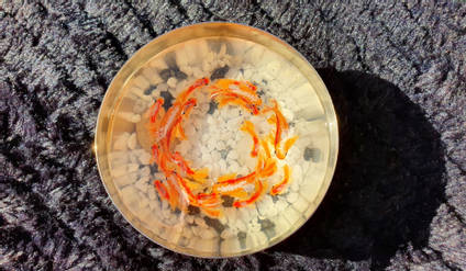 Resin Fish Bowl by Mariannes Hobby and Painting