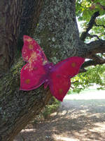 Pink-Resin-Butterfly-by-Paul-Chapman Thumbnail