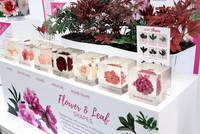 Chelsea Flower Show - Primrose Hall Peonies in Resin Thumbnail