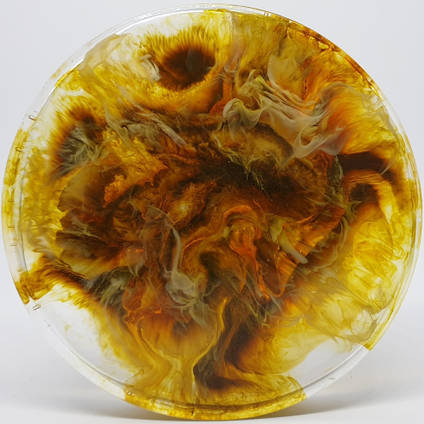 Sunflower-Petri-Dish-Art-by-Kurious-Wood