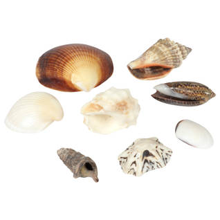 Mini Shell Selection 25g Thumbnail